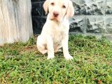 Fci Şecereli Labrador Retriever