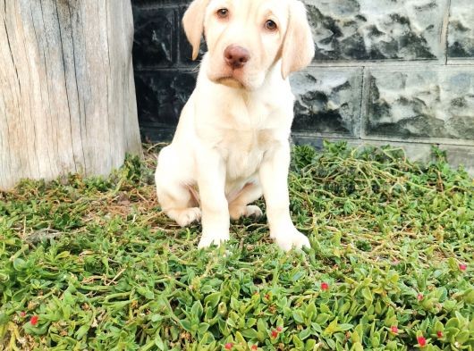 Fci Şecereli Labrador Retriever görsel
