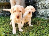 Fci Şecereli Labrador Retriever