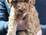 Toy Poodle