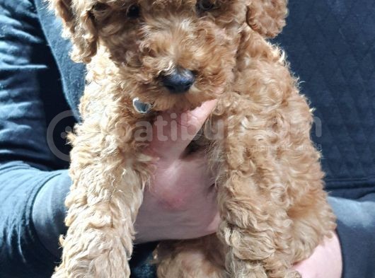 Toy Poodle görsel