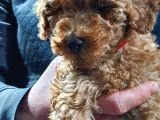 Toy Poodle