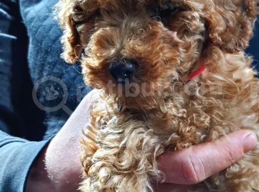 Toy Poodle