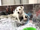 Orjinal Jack Russel Yavrum