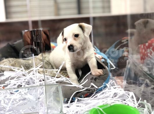 Orjinal Jack Russel Yavrum görsel