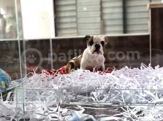 Safkan İngiliz Buldog Yavrum