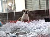Safkan İngiliz Buldog Yavrum
