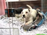 Orjinal Jack Russel Yavrum
