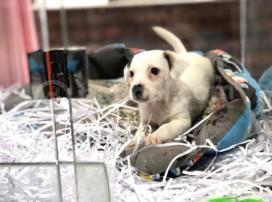 Orjinal Jack Russel Yavrum görsel