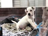 Orjinal Jack Russel Yavrum
