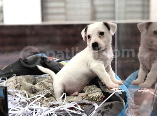 Orjinal Jack Russel Yavrum görsel