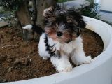 Sağlık Ve Irk Garantili Morkie Yavrularımız