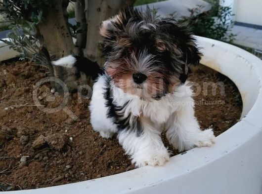 Sağlık Ve Irk Garantili Morkie Yavrularımız görsel