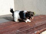 Sağlık Ve Irk Garantili Morkie Yavrularımız