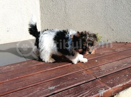 Sağlık Ve Irk Garantili Morkie Yavrularımız görsel