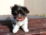 Sağlık Ve Irk Garantili Morkie Yavrularımız