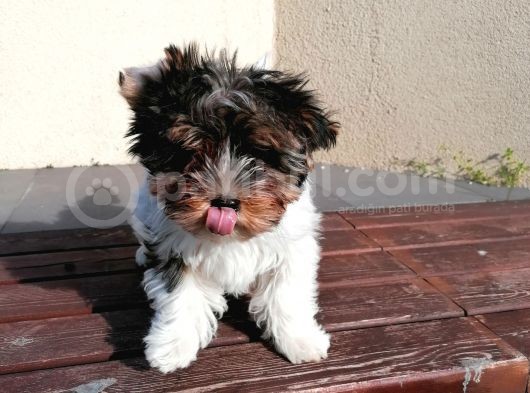 Sağlık Ve Irk Garantili Morkie Yavrularımız görsel