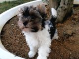 Sağlık Ve Irk Garantili Morkie Yavrularımız