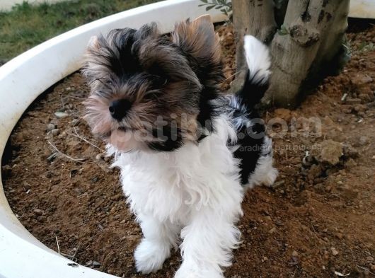 Sağlık Ve Irk Garantili Morkie Yavrularımız görsel