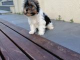 Sağlık Ve Irk Garantili Morkie Yavrularımız