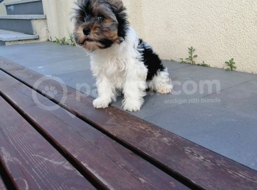 Sağlık Ve Irk Garantili Morkie Yavrularımız görsel