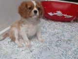 Cavalier King Charles Bebekler