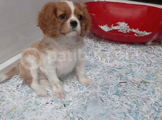 Cavalier King Charles Bebekler görsel