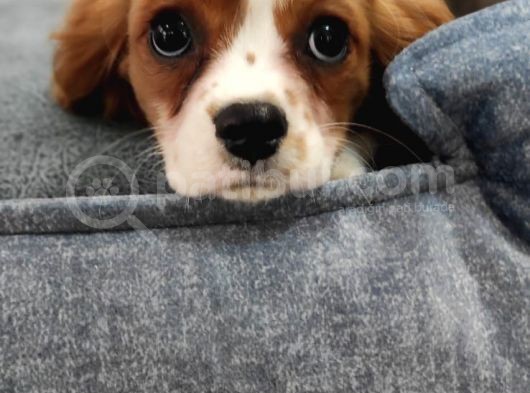Cavalier King Charles Bebekler görsel