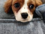 Cavalier King Charles Bebekler