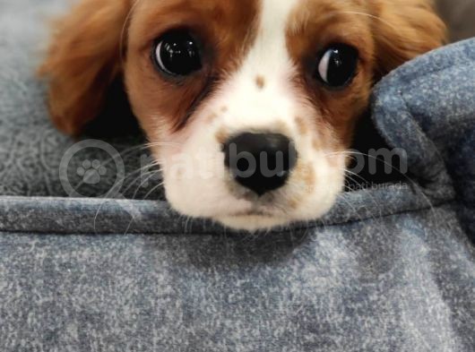 Cavalier King Charles Bebekler görsel