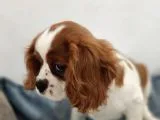 Cavalier King Charles Bebekler