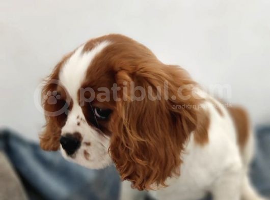 Cavalier King Charles Bebekler görsel