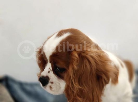 Cavalier King Charles Bebekler görsel