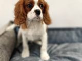 Cavalier King Charles Bebekler