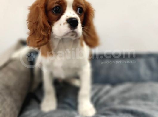 Cavalier King Charles Bebekler görsel