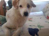 Acil Acil Terrier White