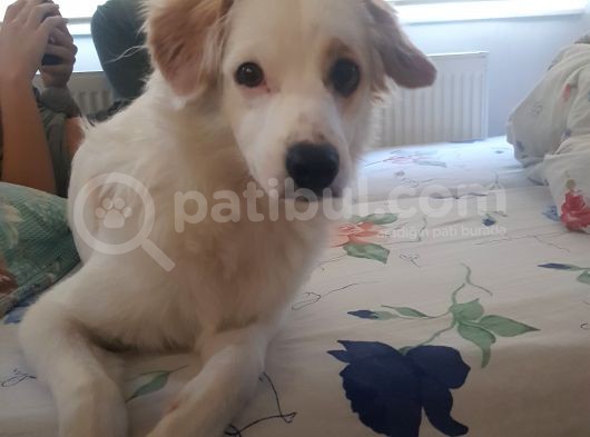 Acil Acil Terrier White görsel