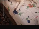 Acil Acil Terrier White