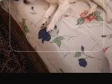 Acil Acil Terrier White