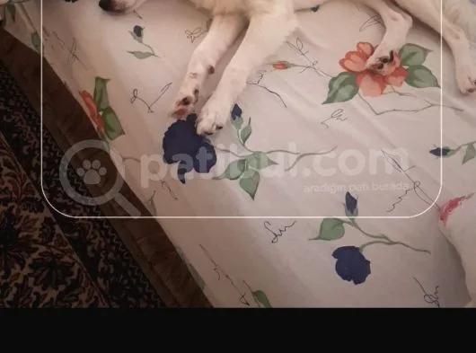 Acil Acil Terrier White