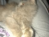 British Longhair 8 Aylık Dünya Güzeli
