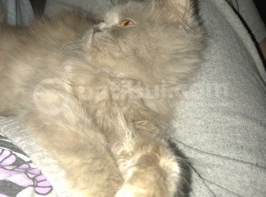 British Longhair 8 Aylık Dünya Güzeli görsel