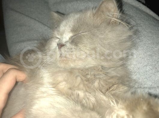 British Longhair 8 Aylık Dünya Güzeli görsel