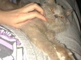 British Longhair 8 Aylık Dünya Güzeli