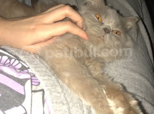 British Longhair 8 Aylık Dünya Güzeli görsel