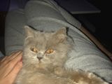 British Longhair 8 Aylık Dünya Güzeli