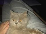 British Longhair 8 Aylık Dünya Güzeli