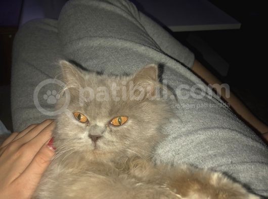 British Longhair 8 Aylık Dünya Güzeli görsel