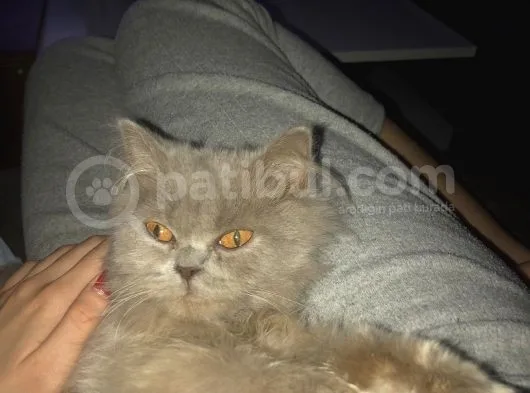 British Longhair 8 Aylık Dünya Güzeli