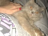 British Longhair 8 Aylık Dünya Güzeli
